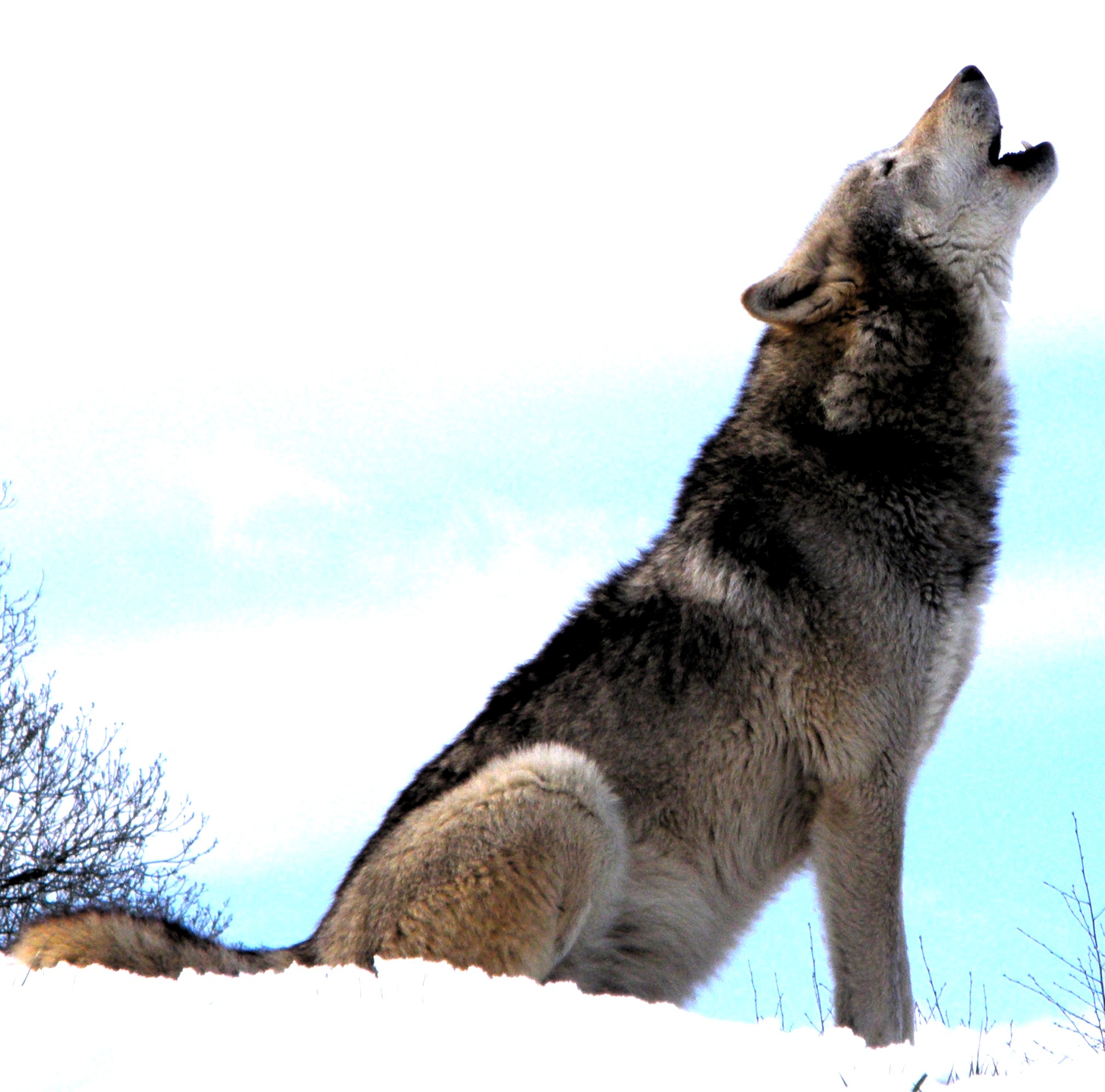 Caccia al lupo della valle.