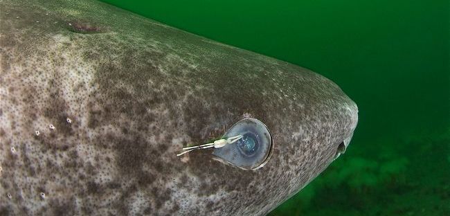 Uno squalo artico in vacanza.